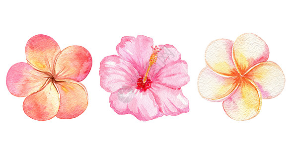 白色背景上隔绝的花朵 薄膜和粉红色象皮收集工作图片