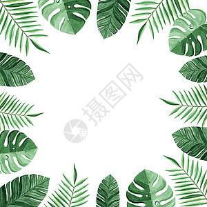 带有热带树叶的海水颜色方框 白色背景上隔绝了热带叶子 Formaa和棕榈叶装饰图片