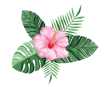 白色背景上孤立的水彩粉色芙蓉和绿色热带树叶组合物图片