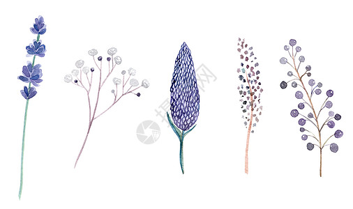 水彩手绘紫色和绿色的草药和鲜花设置隔离在白色背景 薰衣草枝条图片