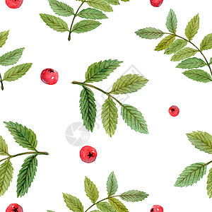 白底红莓和绿色叶子的无缝结构图案 白色本底有红浆果和绿叶纺织品植物植物群乡村包装草本植物打印蕨类绘画树叶图片