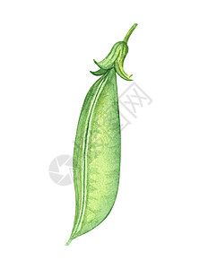 白上孤立的封闭式豆子 手画水彩绿色植物插图图片