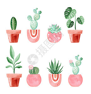 粉红锅中的花房种植 在白色背景上隔绝 Cactuses和succulants室内花园插图图片