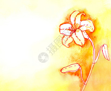 Lily 水彩背景叶子绘画花店植物群花瓣百合花粉生长香味插图图片