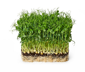 白上隔离的绿豆微绿色树叶沙拉烹饪农业食物蔬菜高角度养分植物营养图片