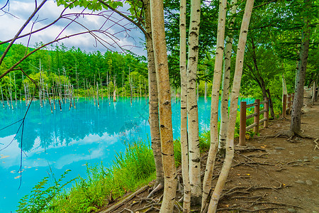 北海道Bieicho天气森林自然木头景点蓝色财富池塘多云旅游图片