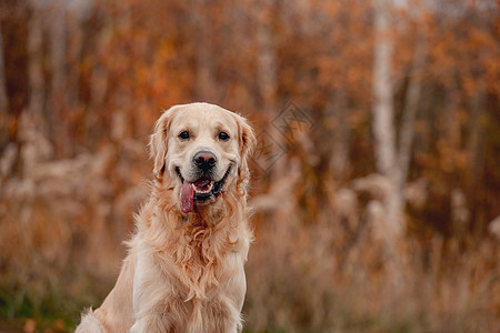 秋林金色猎犬宠物木头公园橙子叶子森林草地犬类哺乳动物朋友图片