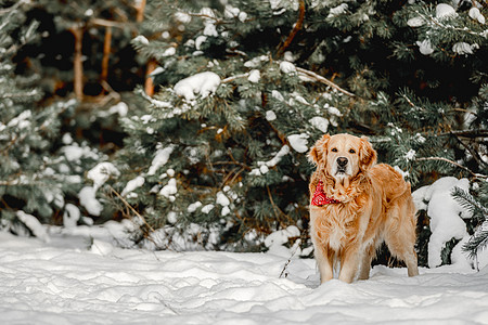 冬天的金色猎犬朋友宠物木头游戏天气森林公园乐趣雪花犬类图片