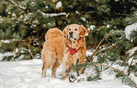 冬天的金色猎犬宠物天气公园哺乳动物游戏木头雪花森林犬类朋友图片