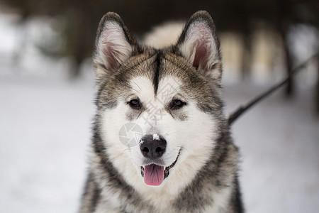 狗西伯利亚 冬天在树林里图片