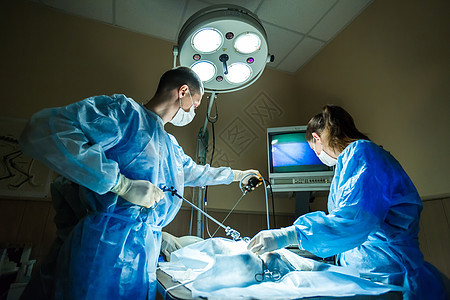 手术室的兽医医生 用美术照明器进行腹腔外科手术男人液体剪刀注射器女性注射腹腔镜女孩专家宠物图片