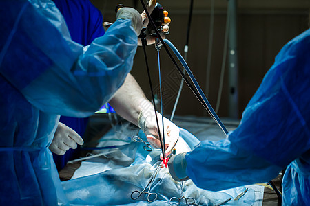 手术室的兽医医生 用美术照明器进行腹腔外科手术小狗导管动物消毒注射器专家钳子房间药品护士图片