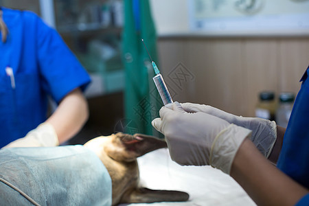 手术中的兽医用手套装着注射器图片