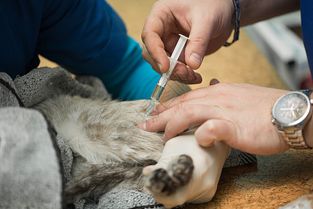 兽医给胃部的猫注射一针图片