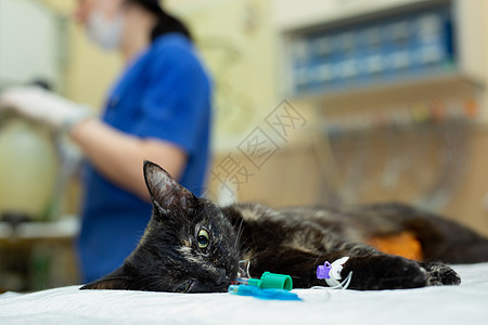 兽医诊所手术台上的猫 兽医绝育手术外科房间长袍注射导管注射器女性液体女孩小狗图片