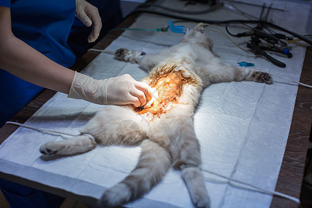 兽医诊所手术台上的猫 兽医绝育手术注射器医院女孩液体药品疤痕导管护士外科职业图片