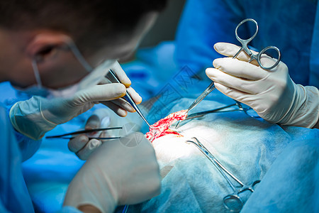 兽医做绝育手术 兽医诊所手术台上的猫 猫在兽医手术中 手术期间猫的子宫和卵巢动物操作女性专家面具团队医生剪刀桌子医院图片