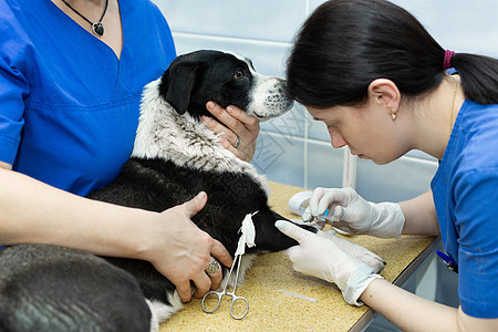 在兽医诊所的狗身上放一条导管小狗治疗专家注射钳子医院女性宠物女孩手套图片