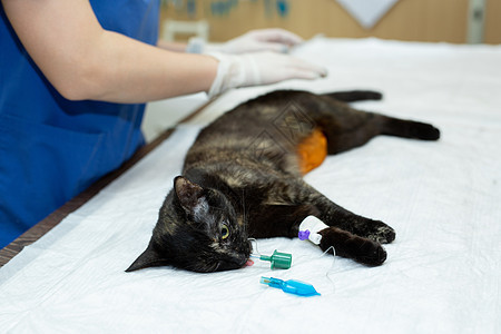 兽医诊所手术台上的猫 兽医绝育手术专家女性护士医生注射宠物长袍治疗医院程序图片