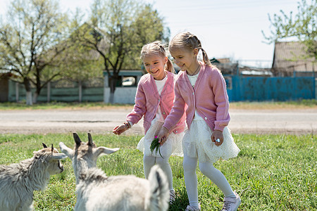 两个小姐妹姊妹在村里的草地里喂山羊图片