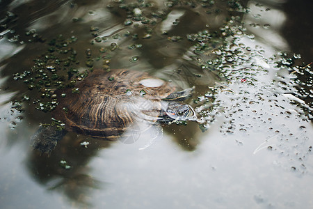 靠近海龟在水下游泳乌龟淡水环境气泡生活呼吸管荒野热带玳瑁濒危图片