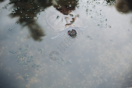 靠近海龟在水下游泳生活气泡爬虫海洋淡水野生动物环境热带玳瑁荒野图片