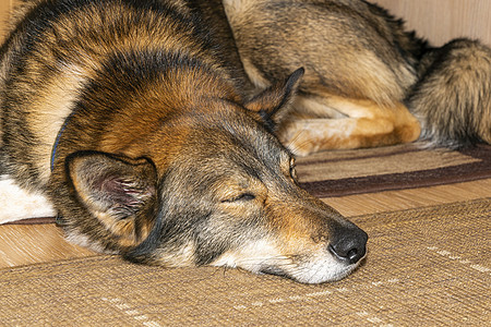 狗在垫子上甜甜的睡着图片