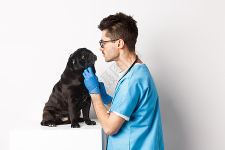 英俊的兽医医生 在兽医诊所检查可爱的黑小狗 站在白种人面上男人工作犬类医院考试卫生实验室手套药品成人图片