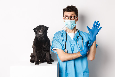 身戴橡胶手套和医疗面具 检查可爱的黑狗狗 站在白底背面站立的令人愉快的医生医院诊所考试动物桌子擦洗实验室面具哈巴狗犬类图片
