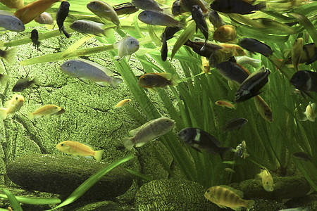 非洲支利德社区大型水族馆的鱼类慈鲷老虎天文星饲养员热带实验室气泡游泳宠物额叶图片
