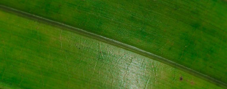 拍摄的 抽象真实美丽自然背景 新鲜热带植物叶表面纹理结构详细描述对角线静脉直线条纹条形 简单设计生机勃勃的青绿光图片
