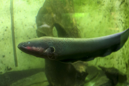 来自水族馆亚马逊河的电鳗图片