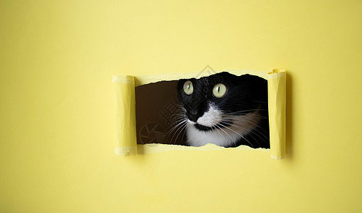 用白色口罩偷看 进入黄色背景的长方形洞穴的小小黑小猫眼睛猫咪休息好奇心边缘广告破坏纸盒动物滚动图片