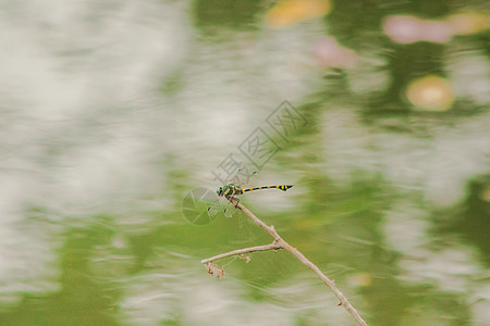 雌性撒比娜在干燥的树枝上张展翅膀昆虫漏洞栅栏金属身体生活环境植物蜻蜓动物群图片