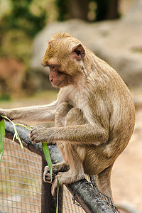 吃螃蟹的麦卡克 坐在栅栏上吃草天空丛林男性毛皮哺乳动物猕猴头发乐趣动物砂浆图片