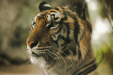 老虎眼神的眼神 在所有野兽中 牵引者有最明亮的眼睛勇气猎物摄影宠物豹属危险舌头耳朵动物园野猫图片