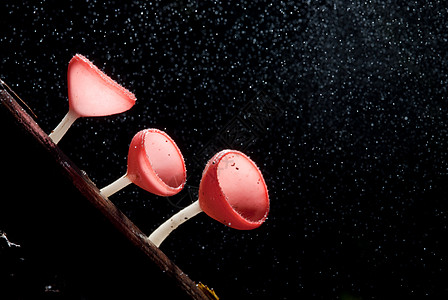 雨林中美丽的粉红香槟蘑菇叶子烹饪热带旅行树木荒野木材生长猎物公园图片