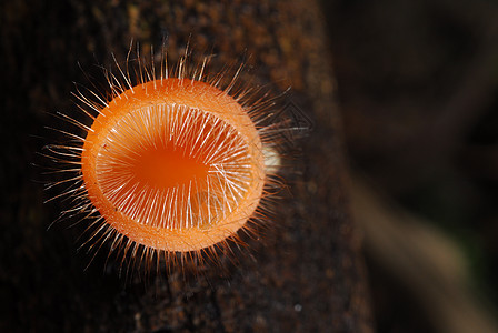 雨林中美丽的粉红香槟蘑菇橙子森林树木旅行生长季节公园木头热带环境图片