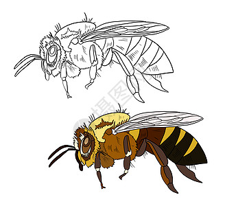 彩色和黑白着色书的插图 在孤立的白色背景上画一只蜜蜂图片