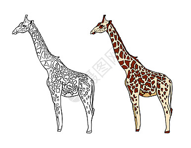 颜色 黑白的彩色书籍说明 在白色孤立的背景上绘制长颈鹿图画图片