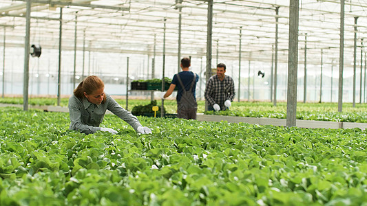 在种植蔬菜生产中工作的农艺女商业女商务人士 妇女图片