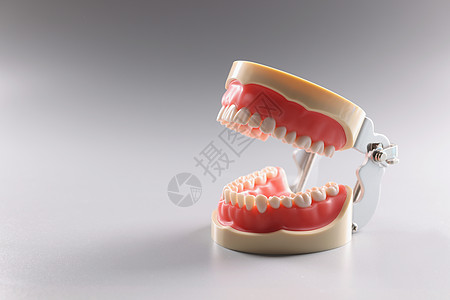 微型人牙模型 牙齿矫正模型或人颌图片