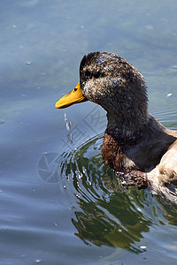 鸭子在湖中游泳 喷水图片