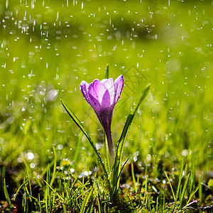 单紫色克罗库斯花 在夏雨中图片