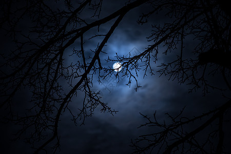 夜里 满月在阴云的天空中 从树枝中看见黑夜爬坡蓝色分支机构场景月光森林天气农村行星建筑图片