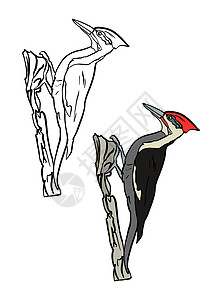 彩色和黑白着色书的插图 在孤立的白色背景上画一只啄木鸟图片