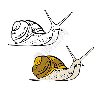 彩色和黑白着色书的插图 在孤立的白色背景上画一只蜗牛图片