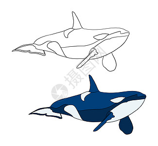 彩色和黑白着色书的插图 在孤立的白色背景上绘制逆戟鲸图片