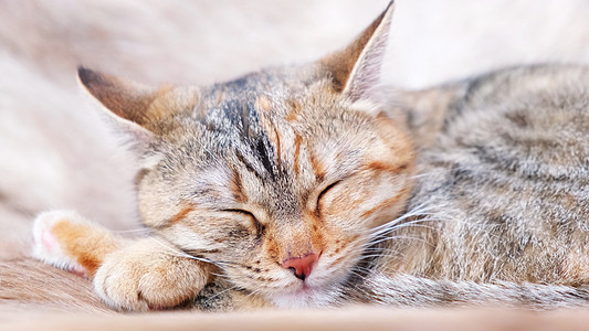 闭着一只成年小猫睡在扶手椅上 在梦中舔嘴唇 醒来后就在家里醒来 自然日光 喂猫图片