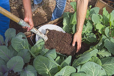 Kohlrabi自然绿色花园城市园艺 Kohhrrabi床 配有自制水桶 设计成堆肥虫图片